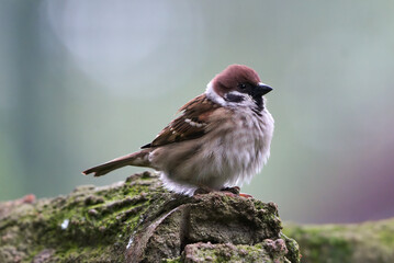 Wall Mural - The house sparrow enjoying sunbath