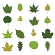 Vector set of leaves from different trees, including oak, maples, herbs, and bushes. 