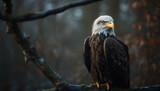 Fototapeta  - Majestic bald eagle perching on branch, focus on foreground generated by AI