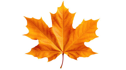 Wall Mural - Red maple leaf as an autumn symbol as a seasonal themed concept as an icon of the fall weather isolated on transparent background