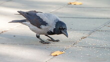 Crow On The Beach