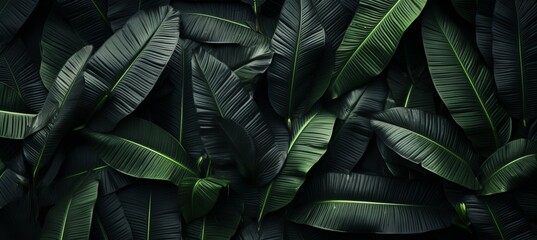 Wall Mural - Abstract black leaf textures for tropical leaf background with flat lay and dark nature concept