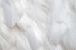 A detailed close up view of white feathers. Perfect for adding texture and elegance to any project.