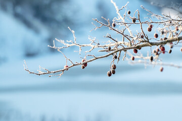 Wall Mural - A frost-covered hawthorn branch with berries on the river bank in winter