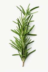 Aufkleber - A single sprig of fresh rosemary placed on a clean white surface. This versatile image can be used to enhance various culinary, herbal, or natural themes.