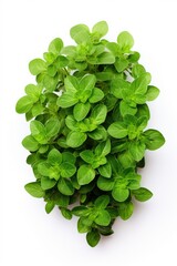 Aufkleber - A collection of vibrant green plants arranged neatly on a white surface. This versatile image can be used to add a touch of nature and freshness to any design project