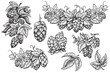 Vector hops, hand drawn set. Branch sketch of hop cones with leaves. Design elements. Beer ingredient illustration.