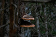 Mushroom on the Tree