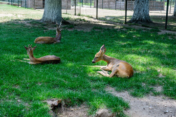 Small baby deers on a green grass in a garden