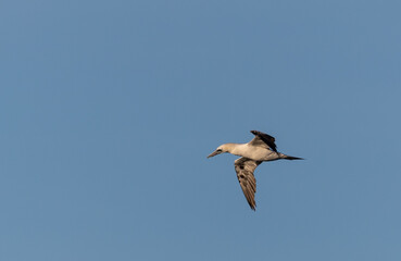 Wall Mural - Wading birds on the Cantabrian coast on a sunny autumn day in different situations!