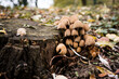Mushrooms at the tree stamp and leaves around, beautiful autumn scene theme background