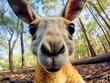 Close up portrait of a kangaroo. Detailed image of the muzzle. A wild animal in its natural habitat is looking at something. Curious look. Illustration with distorted fisheye effect for design.