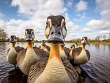 Fototapeta  - Close up portrait of a goose. Detailed image of the muzzle. A flock of wild geese swimming in a body of water. Illustration with distorted fisheye effect. Design for cover, card, decor, etc.