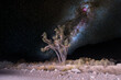 Milky Way in winter behind a Joshua tree