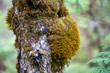 Moss growing on the trunk of a tree in a rainforest
