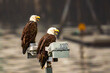 A pair of bald eagles perched on a streetlamp