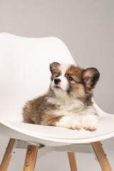 Wall Mural - Corgi puppy on white background in studio