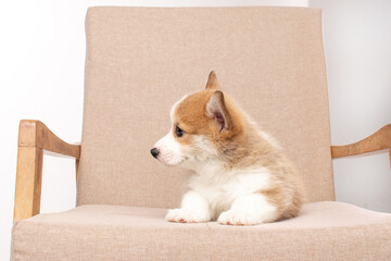 Wall Mural - Corgi puppy on white background in studio