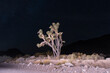 Joshua tree in the Mojave Desert at nighttime