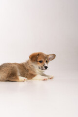 Wall Mural - Corgi puppy on white background in studio