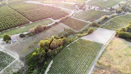 Poster - Aerial Mediterranean landscape with cypresses, olive trees and vineyards in Provence, Southern France