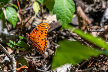 Canvas Print - butterfly on a leaf