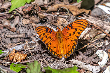 Wall Mural - butterfly on the ground