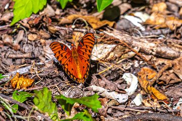 Wall Mural - butterfly on the ground