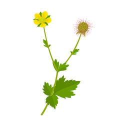 Wall Mural - Vector illustration, Geum urbanum, also known as wood avens, Bennet's herb and colewort, isolated on white background.