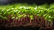 Close up of microgreen sprouts. Healthy food background concept, microgreens