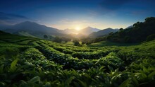 Morning Serenity: A Stunning View Of The Tea Plantation
