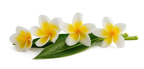 Canvas Print - Frangipani flowers with leaves