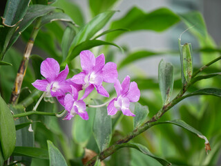 Poster - purple orchid with blur background