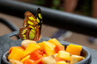 Malachite Butterfly Eating Fruit