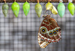 Blue Morpho Butterfly with Its Chrysalis