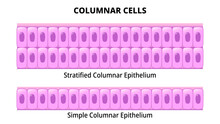 Columnar Cell - Simple Columnar Epithelium - Stratified Columnar Epithelium - Histology Medical Vector Illustration