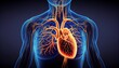 medical scientific concept background Human body heart function 3d illustration nubes anatomy cardiovascular cardiology system three-dimensional medicals organ cardiac circulatory blood health
