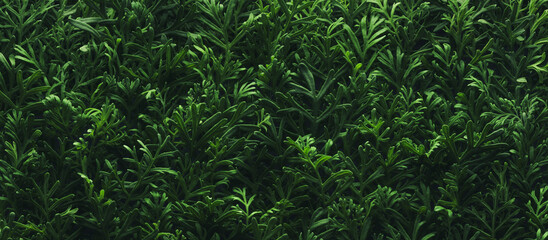 Wall Mural - foliage background with fresh green plant leaves. plant wall for environmentally friendly or earth d
