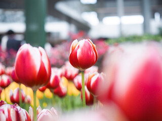 Wall Mural - Close up red tulips in the garden