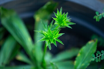 Wall Mural - Close up of Stink Weed plant in pot