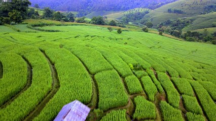 Poster - Paddy rice farmland in Northern Thailand, Pa Pong Piang rice terraces in North Thailand, green rice paddy fields during sunrise with fog and clouds