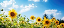 Background, A Vibrant Garden Filled With Greenery And Colorful Summer Blossoms, Including A Sunflower With Its Vibrant Yellow Petals, Stood Tall Under The Blue Sky Adorned With Fluffy White Clouds.