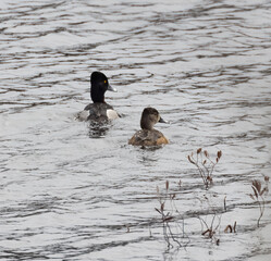 Wall Mural - Ring-necked duck couple on a windy lake in springtime
in Muskoka