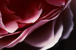 ダークな質感にピンクのバラ花びらが柔らかく照らし出される（自然光＆ストロボ・マクロレンズ接写）