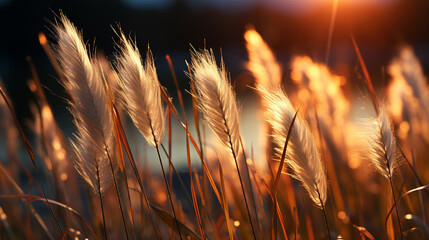 Sticker - wheat field at sunset HD 8K wallpaper Stock Photographic Image 