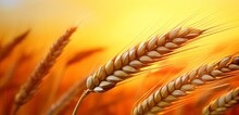 A Single, Golden Ear Of Wheat With Delicate Grains And A Slender Stalk, Set Against A Warm, Sunset-orange Background. 