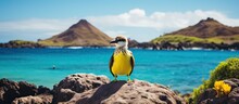 In The Tropical Paradise Of The Galapagos Islands, A Yellow Flower Bloomed Amidst The Cacti, Attracting A Finch While A Tree Provided Refuge For A Curious Bird, Showcasing The Diverse Fauna Of This