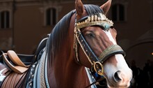 Portrait Horsedrawn Carriage Horse Decorated Head Animal Buggy City Urban Crowd Street Look Mammal Looking Muzzle Tour Tourism Attraction Transportation Transport Entertainment Cart Sightseeing