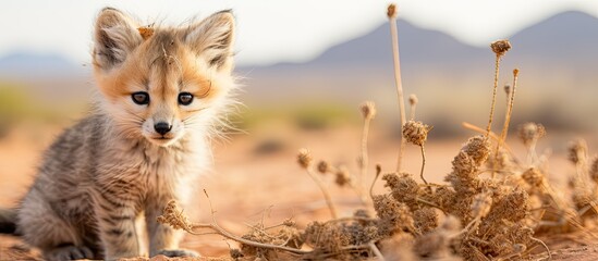 Canvas Print - In the grassy park of Africa's natural landscape, a cute African mammal with fluffy hair was captured in a portrait, peacefully eating amidst the serene beauty of nature, highlighting the rich