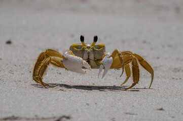 Wall Mural - Atlantic Ghost Crab on Beach